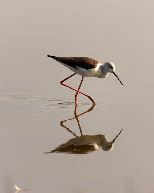 Échasse blanche