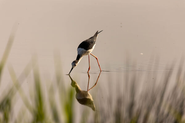 Échasse blanche