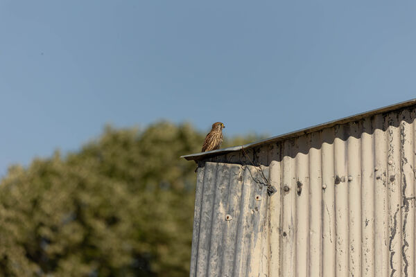 Faucon crécerelle