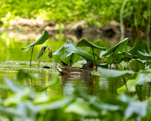 Gallinule poule-d'eau