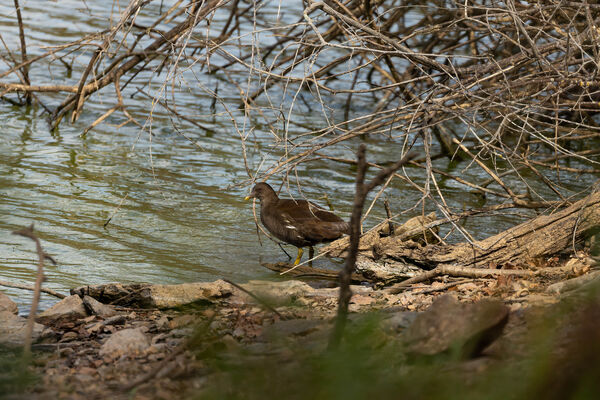 Gallinule poule-d'eau