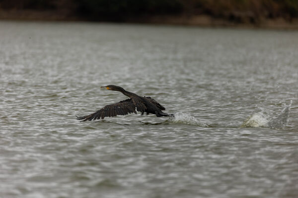 Grand Cormoran