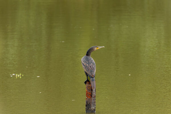 Grand Cormoran