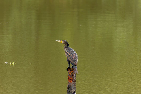 Grand Cormoran