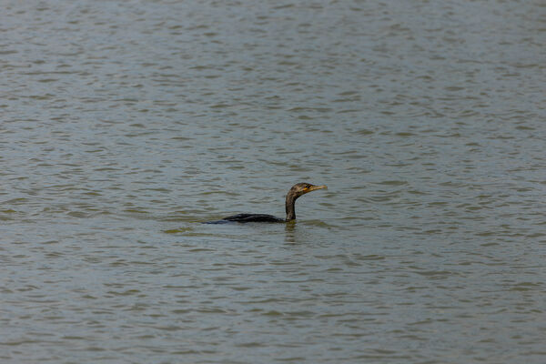 Grand Cormoran