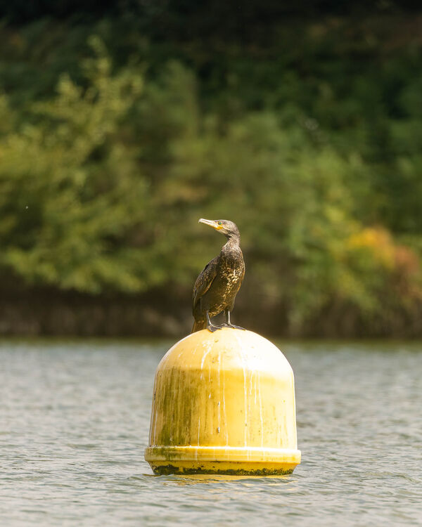 Grand Cormoran