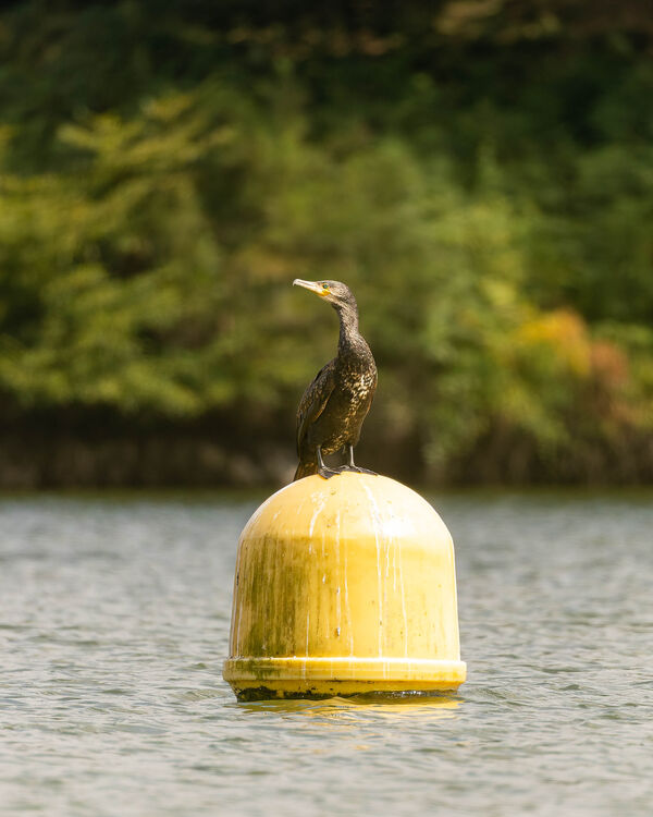 Grand Cormoran