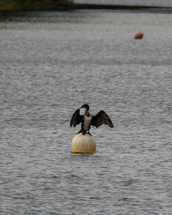 Grand Cormoran