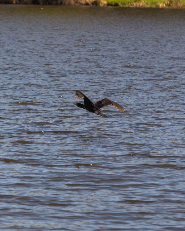 Grand Cormoran
