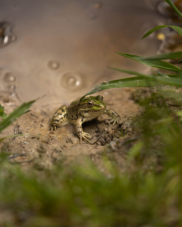 Grenouille rieuse