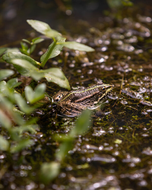 Petite grenouille verte