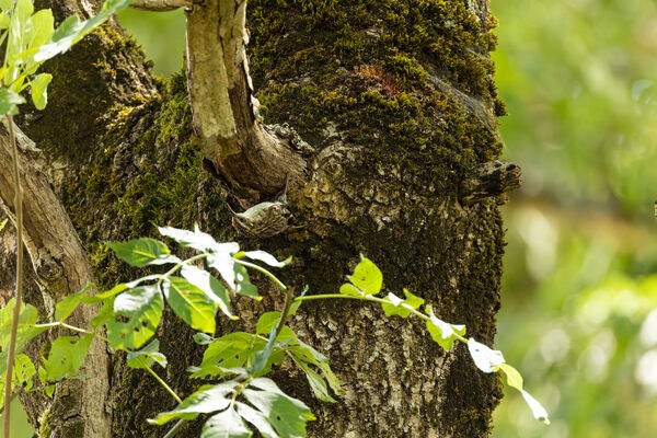 Grimpereau des jardins