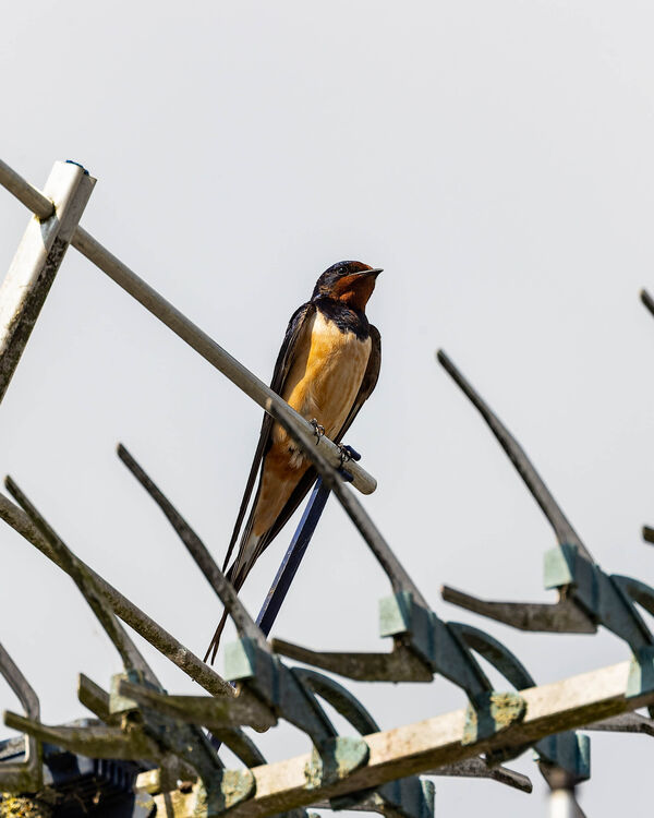 Hirondelle rustique