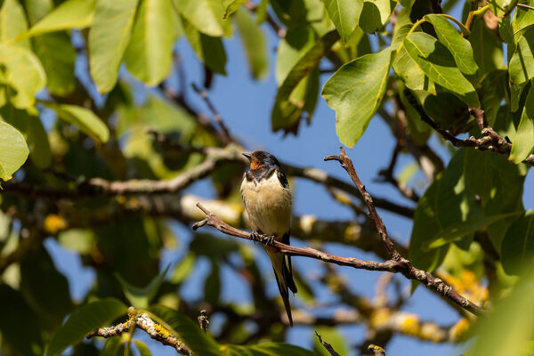 Hirondelle rustique
