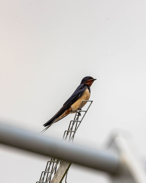 Hirondelle rustique