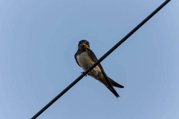 Hirondelle rustique