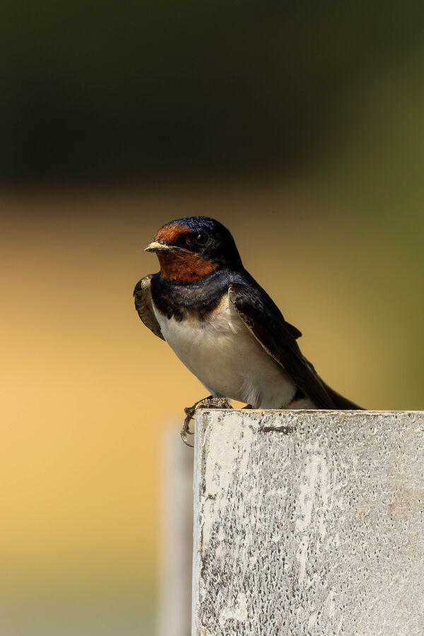 Hirondelle rustique