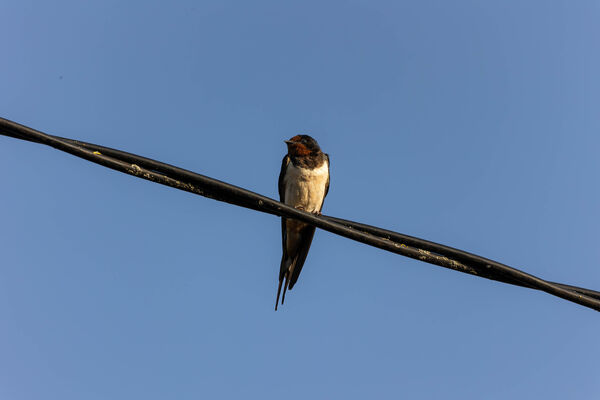 Hirondelle rustique