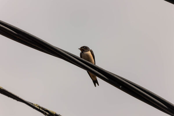 Hirondelle rustique