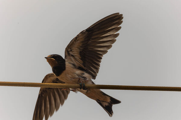 Hirondelle rustique