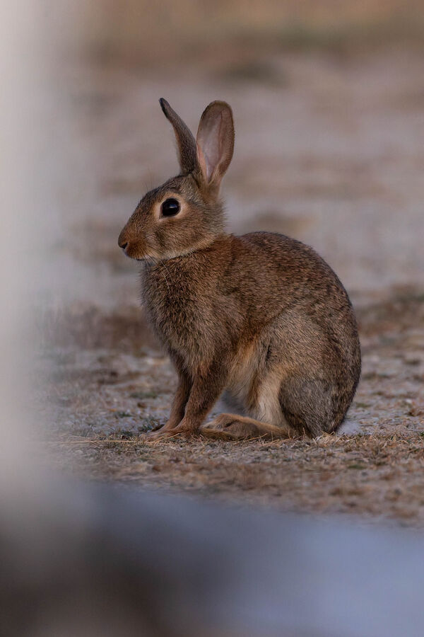 Lapin de garenne