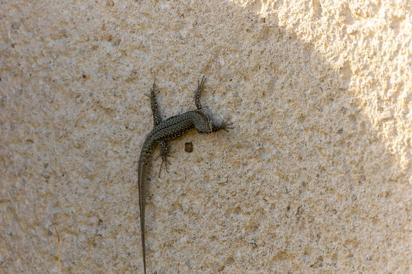Lézard des murailles