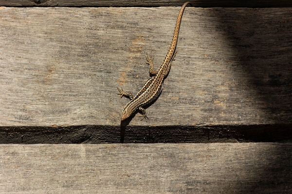 Lézard des murailles