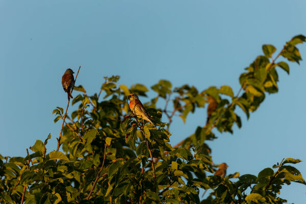 Linotte mélodieuse