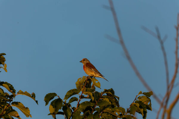 Linotte mélodieuse