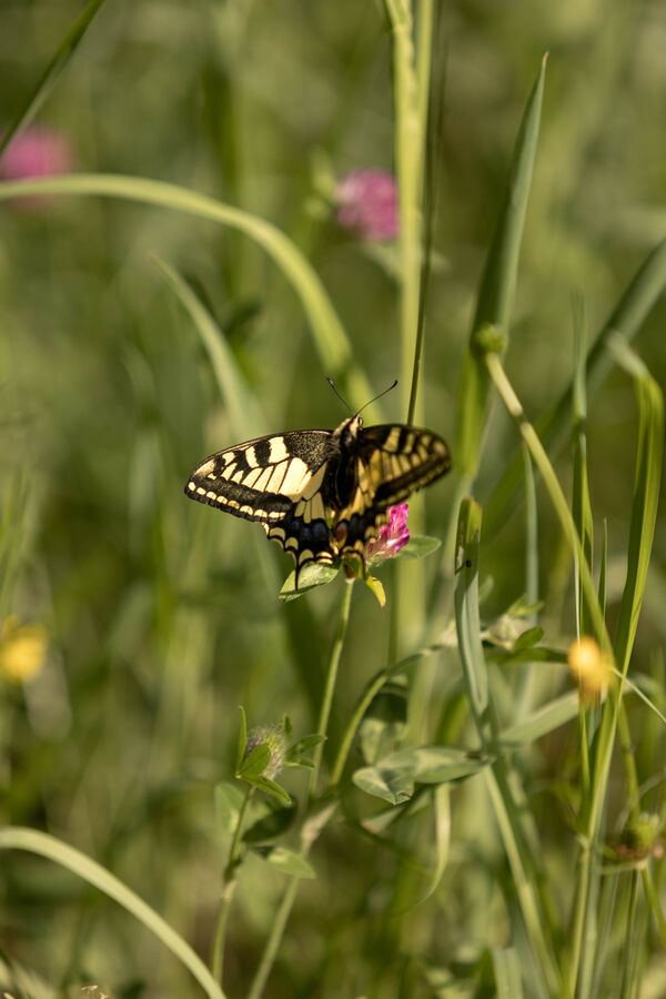 Machaon