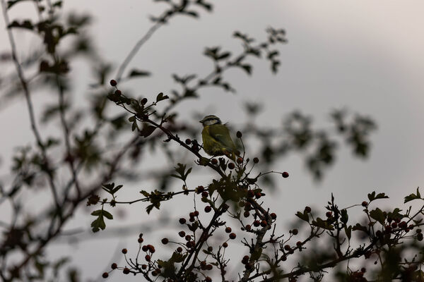 Mésange bleue