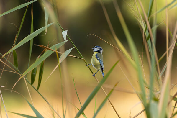 Mésange bleue