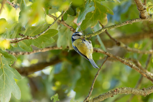 Mésange bleue