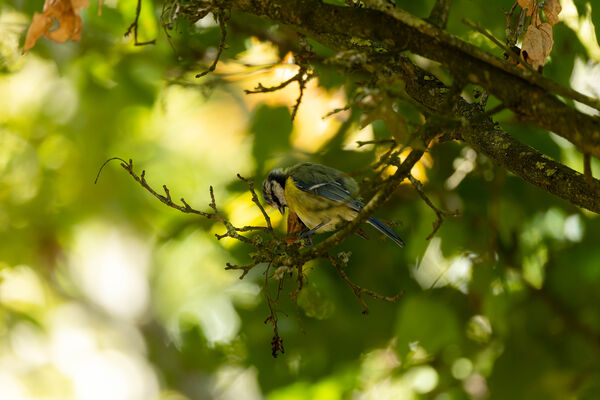 Mésange bleue