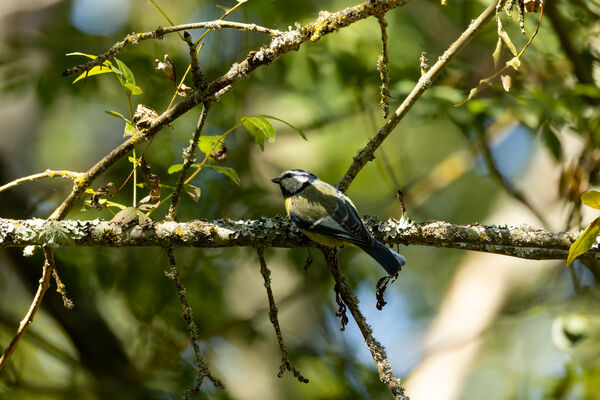 Mésange bleue