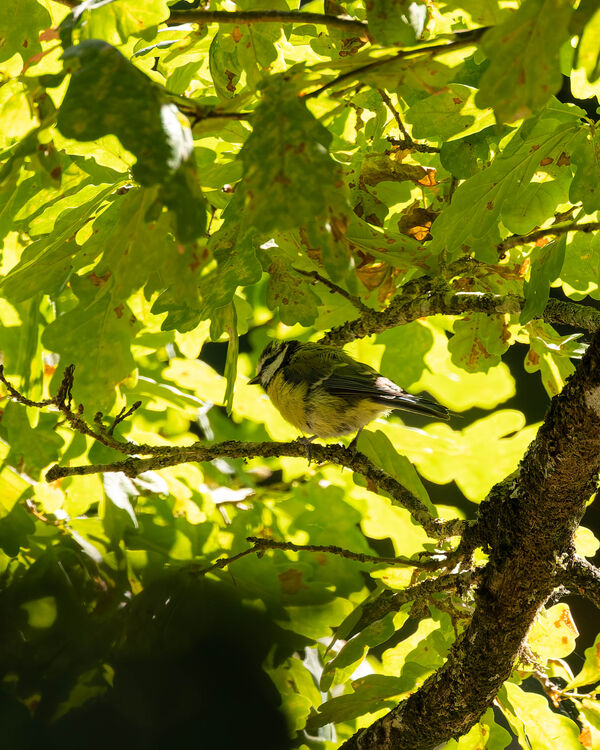 Mésange bleue