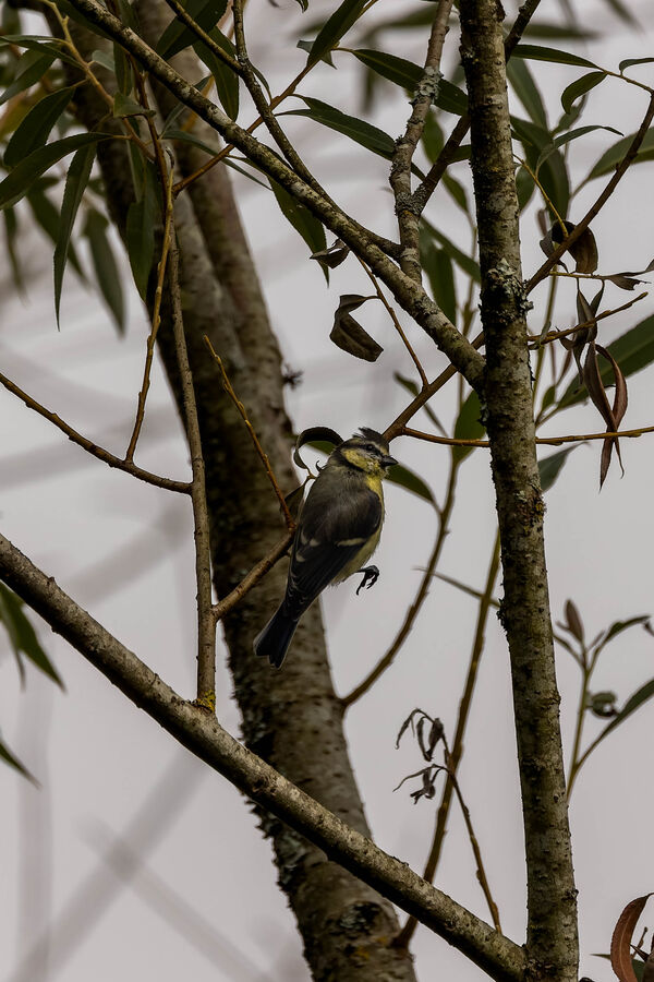 Mésange bleue