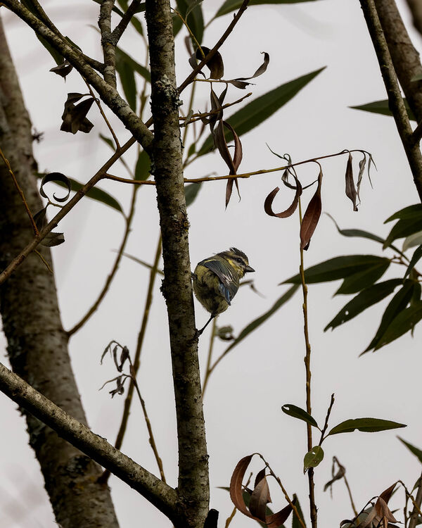 Mésange bleue