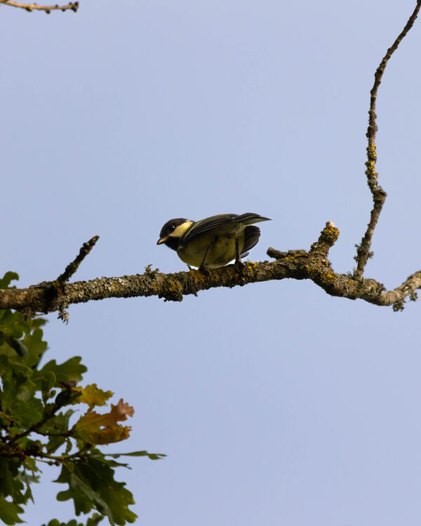 Mésange Charbonnière