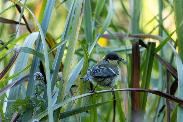 Mésange Charbonnière