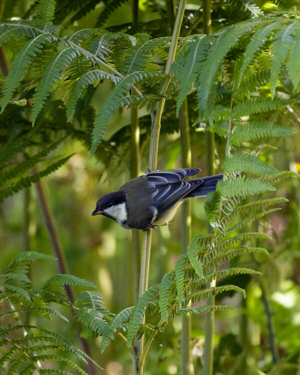 Mésange Charbonnière