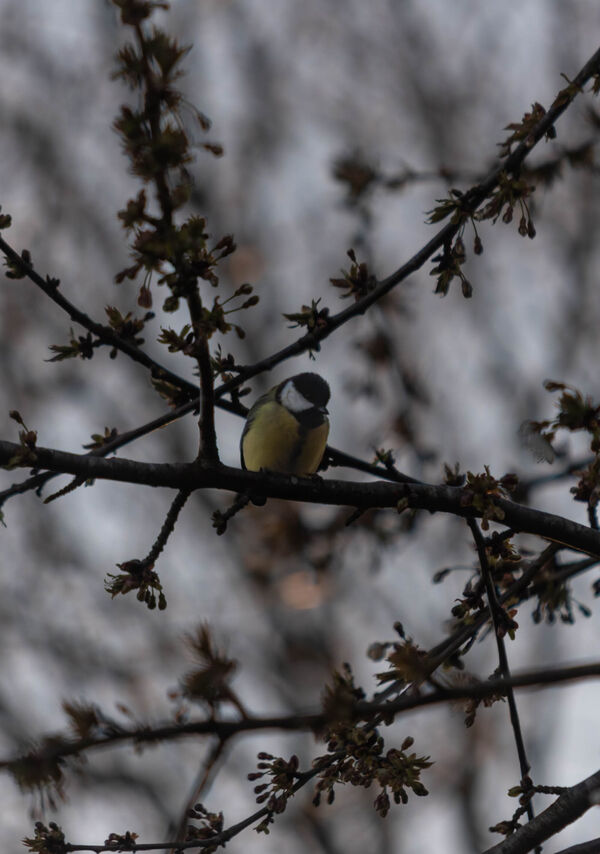 Mésange Charbonnière