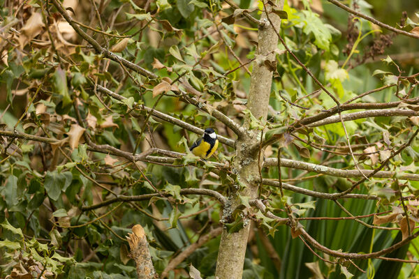 Mésange Charbonnière
