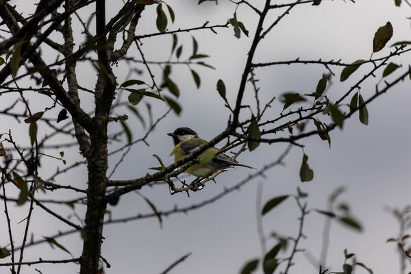 Mésange Charbonnière