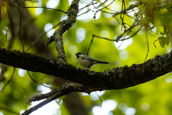 Mésange Charbonnière