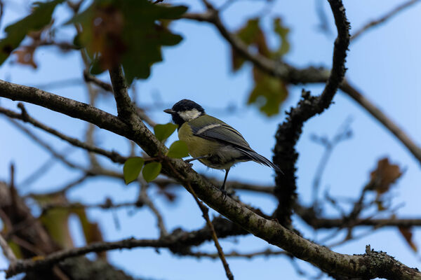 Mésange Charbonnière