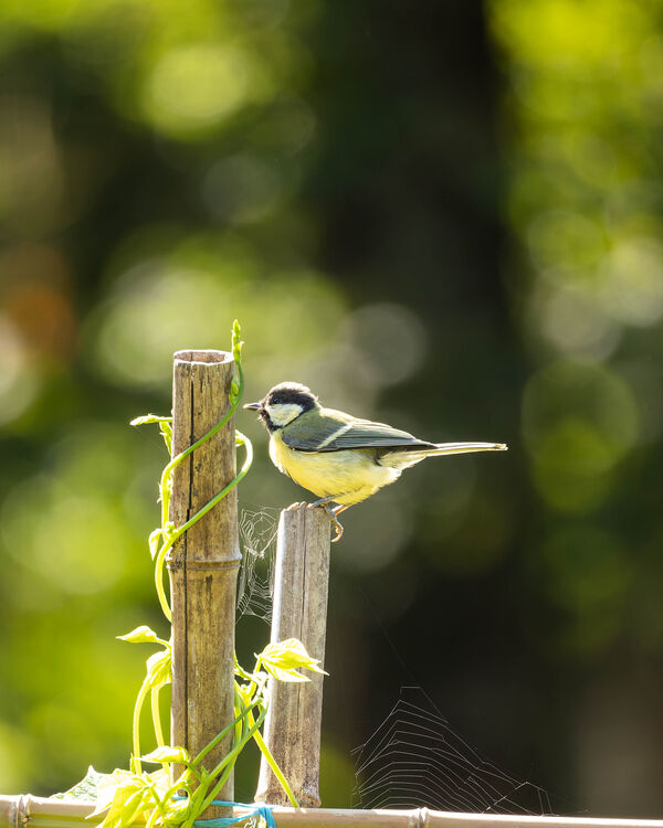 Mésange Charbonnière