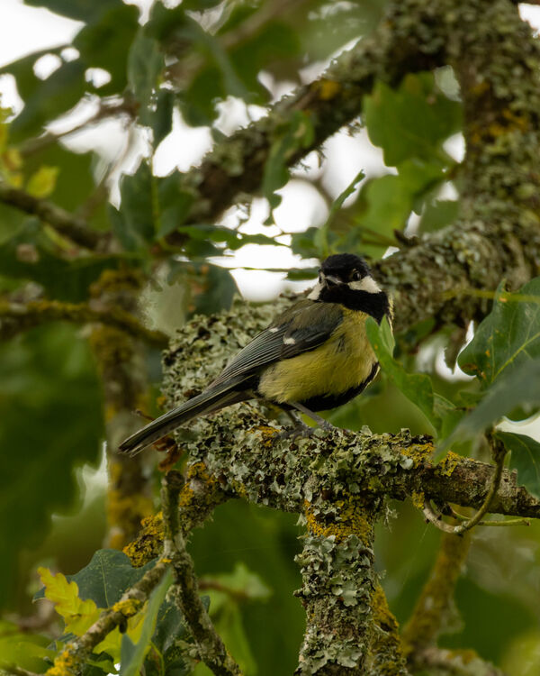 Mésange Charbonnière