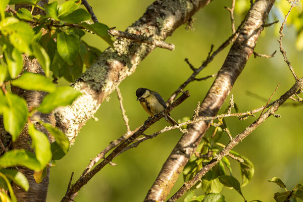 Mésange Charbonnière