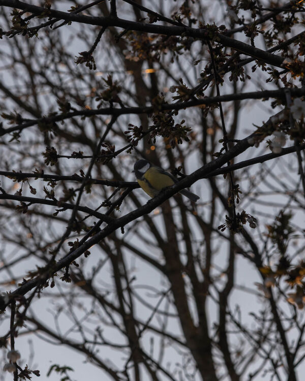Mésange Charbonnière